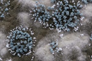 how to kill mold spores 300x199 Black Mold in Basement Could Be Causing Your Rash | Morris County, NJ
