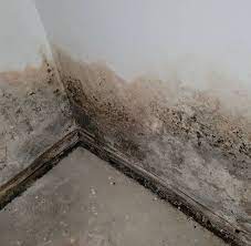 download 4 Signs You Need Mold Remediation Morganville, NJ