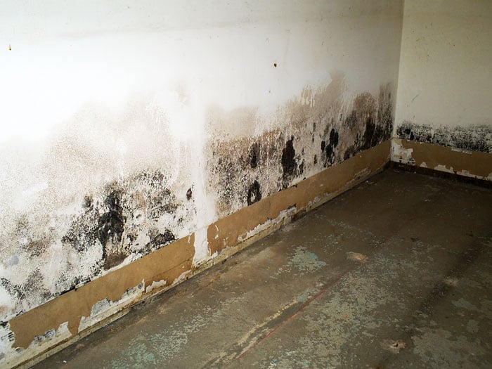 mold prevention youngstown oh ohio state waterproofing 2 4 Signs You Need Mold Remediation Morganville, NJ